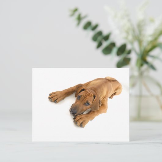 Rhodezische ridgeback briefkaart (Staand voorkant)