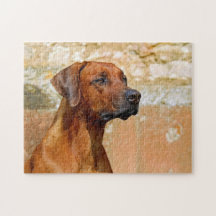 Rhodezische Ridgeback Dog Gazing Eyes