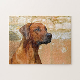 Rhodezische Ridgeback Dog Gazing Eyes Legpuzzel