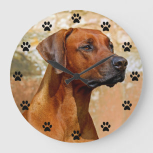 Rhodezische Ridgeback Dog Paw Afdruktijd Grote Klok