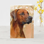 Rhodezische ridgeback kaart (Gele Bloem)