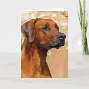 Rhodezische ridgeback kaart