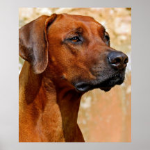 Rhodezische ridgeback