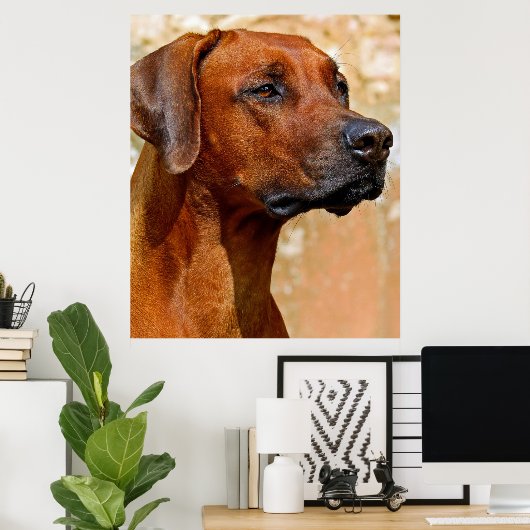 Rhodezische ridgeback poster (Thuiskantoor)