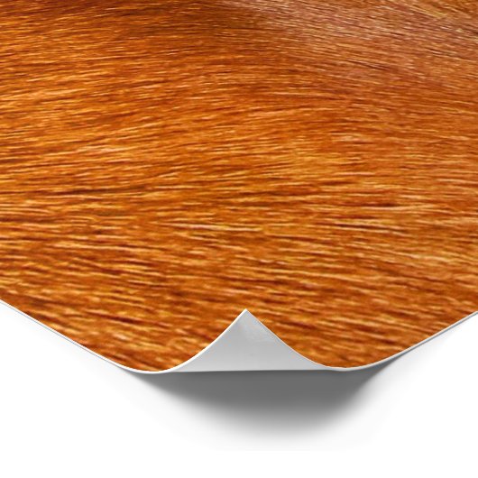 Rhodezische ridgeback poster (Hoek)