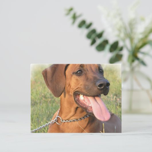 Rhodezische Ridgeback Rescue Briefkaart (Staand voorkant)