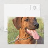 Rhodezische Ridgeback Rescue Briefkaart (Voorkant / Achterkant)