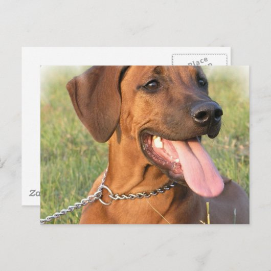 Rhodezische Ridgeback Rescue Briefkaart (Voorkant / Achterkant)