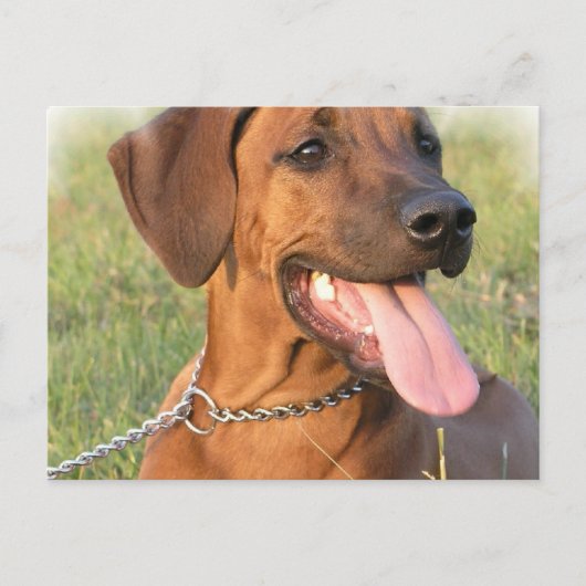 Rhodezische Ridgeback Rescue Briefkaart (Voorkant)