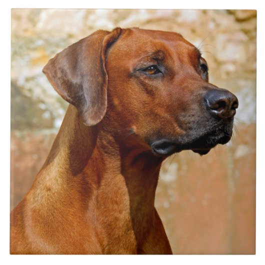 Rhodezische ridgeback tegeltje (Voorkant)