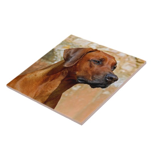 Rhodezische ridgeback tegeltje (Zijkant)