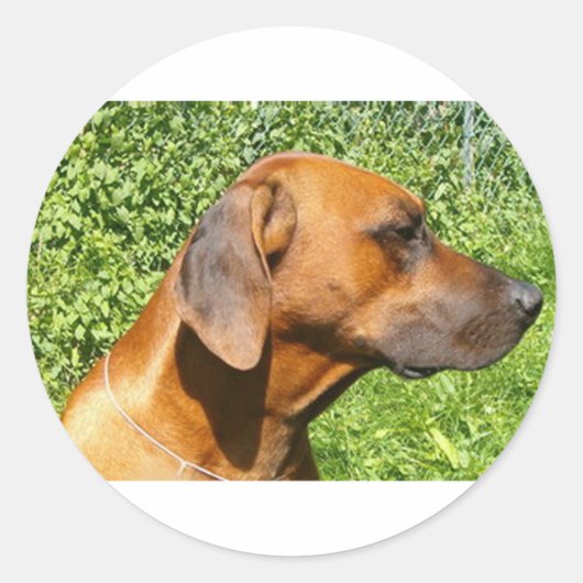 rhodezische ridgeback tweede ronde sticker (Voorkant)
