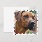 Rhodezische Ridgeback-uitnodiging Kaart (Voorkant / Achterkant)