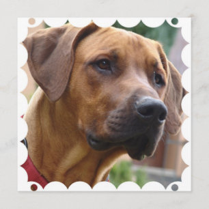 Rhodezische Ridgeback-uitnodiging Kaart