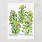Rhodiola Plant kruidenstudie Materia Medica Briefkaart (Voorkant)