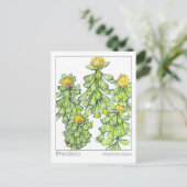 Rhodiola Plant kruidenstudie Materia Medica Briefkaart (Staand voorkant)