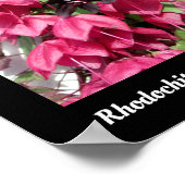 Rhodochiton atrosanguineum poster (Hoek)