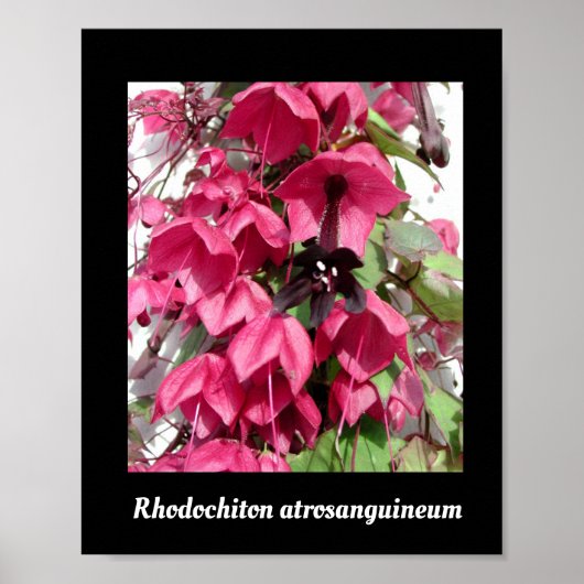 Rhodochiton atrosanguineum poster (Voorkant)