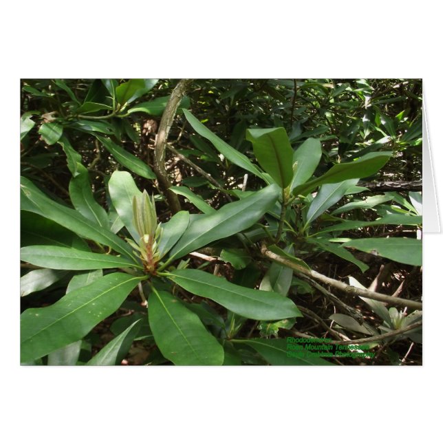 Rhododendron (Voorkant Horizontaal)