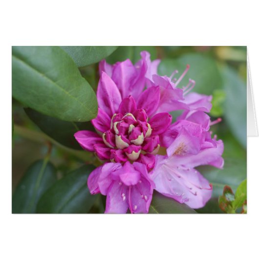 Rhododendron (Voorkant Horizontaal)