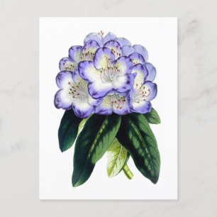 Rhododendron antieke botanische ansichtkaart briefkaart