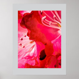              Rhododendron 	BLOEI Poster