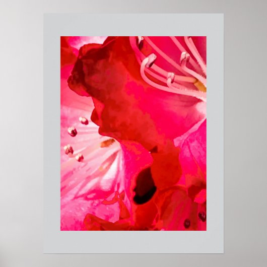              Rhododendron 	BLOEI Poster (Voorkant)