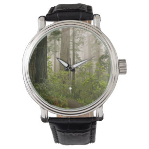 Rhododendron bloeiend tussen de Coast Redwoods / Horloge