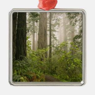Rhododendron bloeiend tussen de Coast Redwoods / Metalen Ornament
