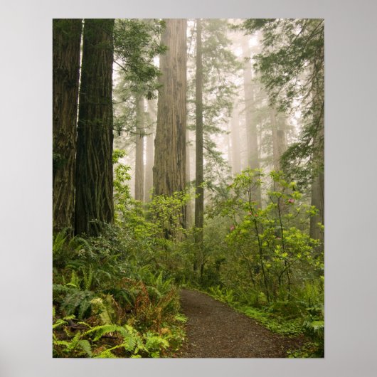 Rhododendron bloeiend tussen de Coast Redwoods / Poster (Voorkant)