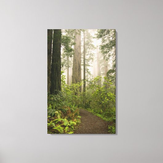 Rhododendron bloeit tussen de Coast Redwoods / Canvas Afdruk (Voorkant)