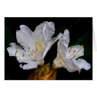 Rhododendron bloemen