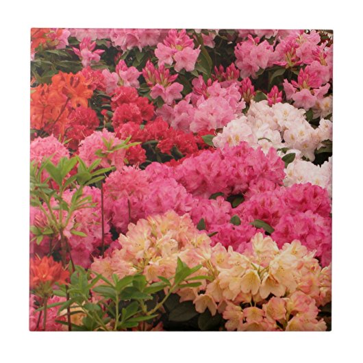 Rhododendron bloemen tegeltje (Voorkant)
