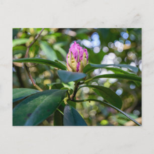 Rhododendron Bloemknop Briefkaart