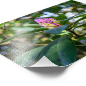 Rhododendron Bloemknop Foto Afdruk (Hoek)