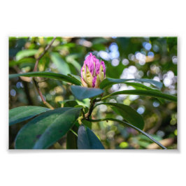 Rhododendron Bloemknop Foto Afdruk