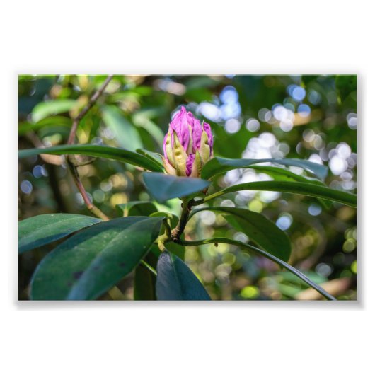 Rhododendron Bloemknop Foto Afdruk (Voorkant)