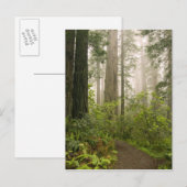 Rhododendron blooming among the Coast Redwoods / Briefkaart (Voorkant / Achterkant)