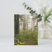 Rhododendron blooming among the Coast Redwoods / Briefkaart (Staand voorkant)