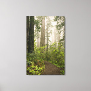 Rhododendron blooming among the Coast Redwoods / Canvas Afdruk