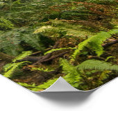 Rhododendron blooming among the Coast Redwoods / Poster (Hoek)