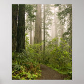Rhododendron blooming among the Coast Redwoods / Poster (Voorkant)