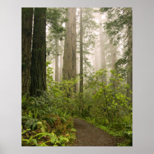 Rhododendron blooming among the Coast Redwoods / Poster