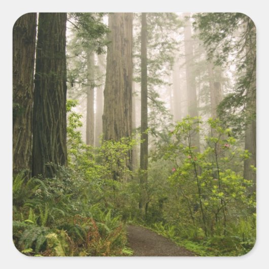 Rhododendron blooming among the Coast Redwoods / Vierkante Sticker (Voorkant)