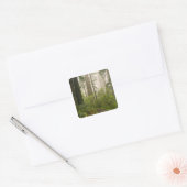 Rhododendron blooming among the Coast Redwoods / Vierkante Sticker (Envelop)