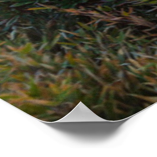 Rhododendron Blooming | Nationaal park Taroko Poster (Hoek)