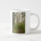 Rhododendron blooming tussen kustmammoetbomen / grote koffiekop (Rechts)