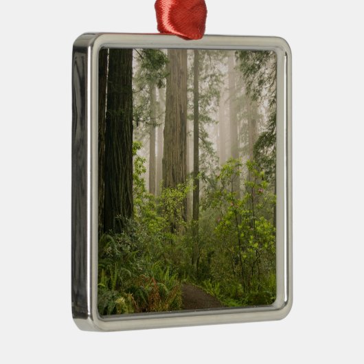 Rhododendron blooming tussen kustmammoetbomen / metalen ornament (Rechts)