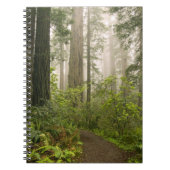 Rhododendron blooming tussen kustmammoetbomen / notitieboek (Voorkant)