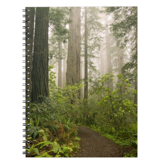Rhododendron blooming tussen kustmammoetbomen / notitieboek (Voorkant)
